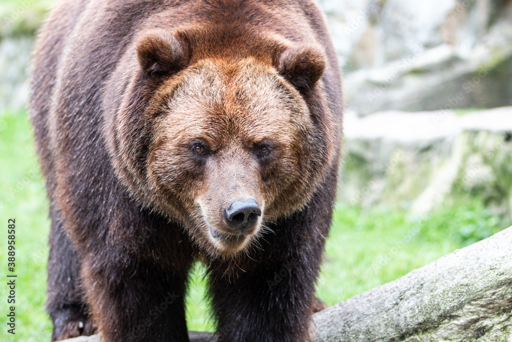 European brown bear (Braunbär) Ursus arctos