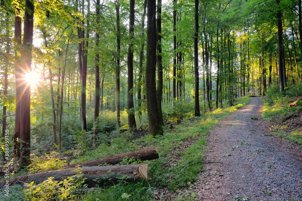 Obraz premium Sonnenstrahlen im Wald