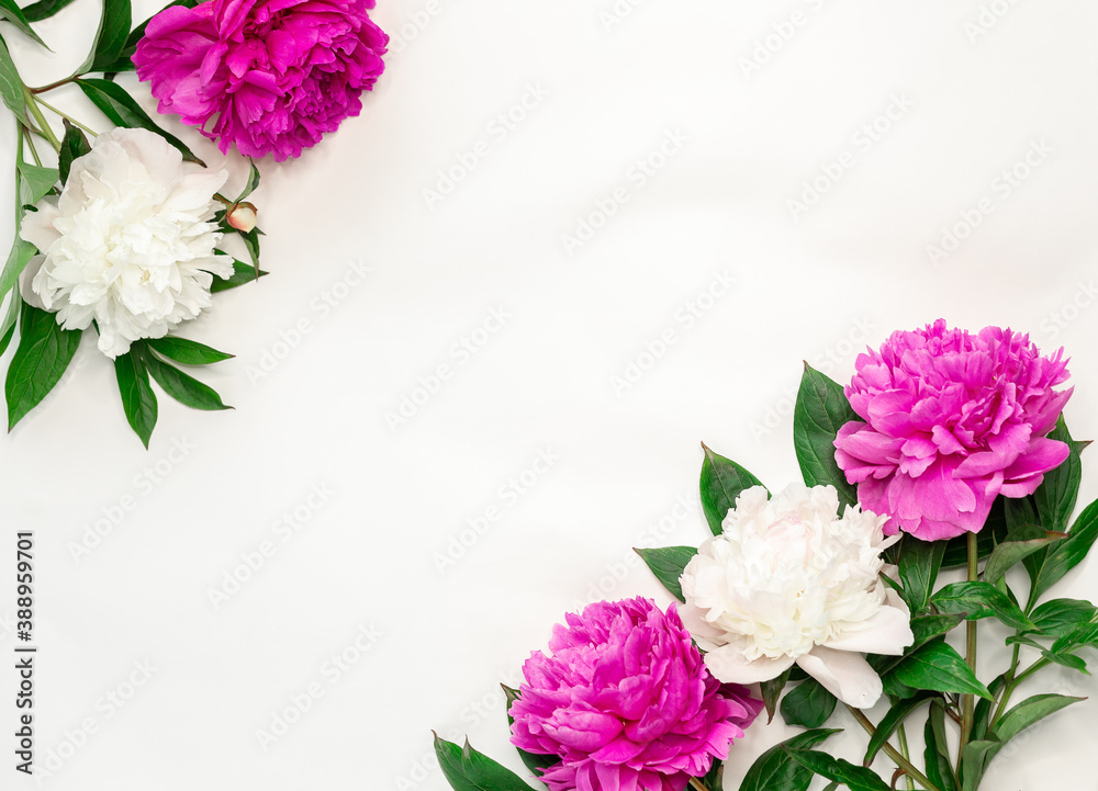 Pink and white peonies on white background. Top view, copy space