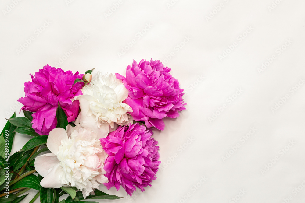 Pink and white peonies on white background. Top view, copy space Pink and white peonies on white background. Top view, copy space