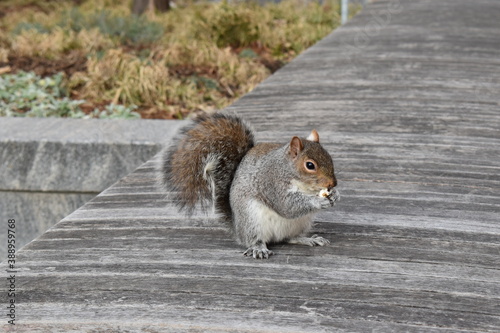 Squirrel in New york city 