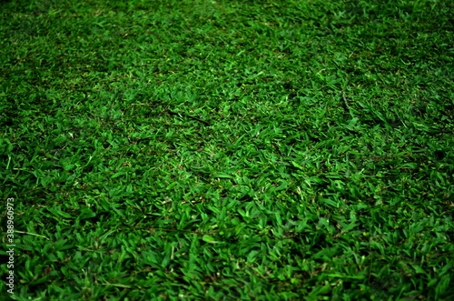 Green grass background vignette  texture or background Ideal for use in the design 