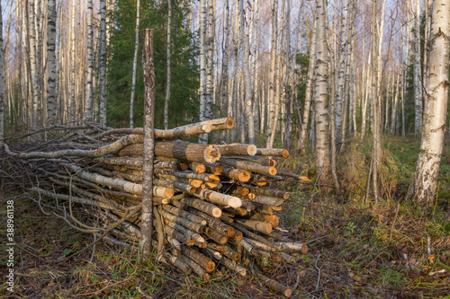 A pile of brushwood is piled in a birch forest. Cleaning up debris in a forest area. Forestry concept.