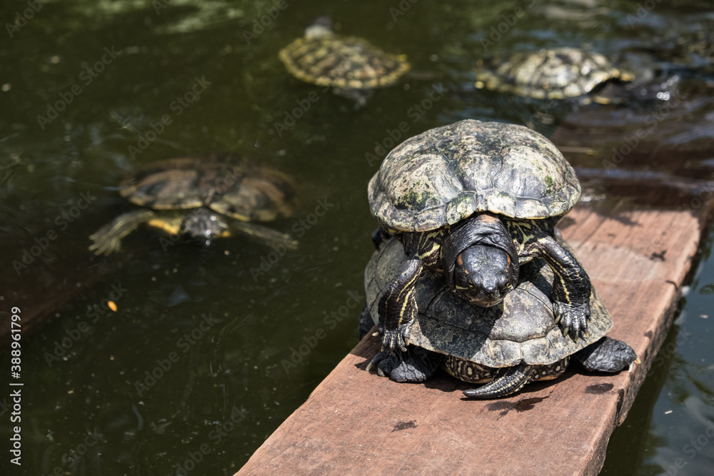 Obraz premium A tortoise sanctuary located in the heart of Singapore.