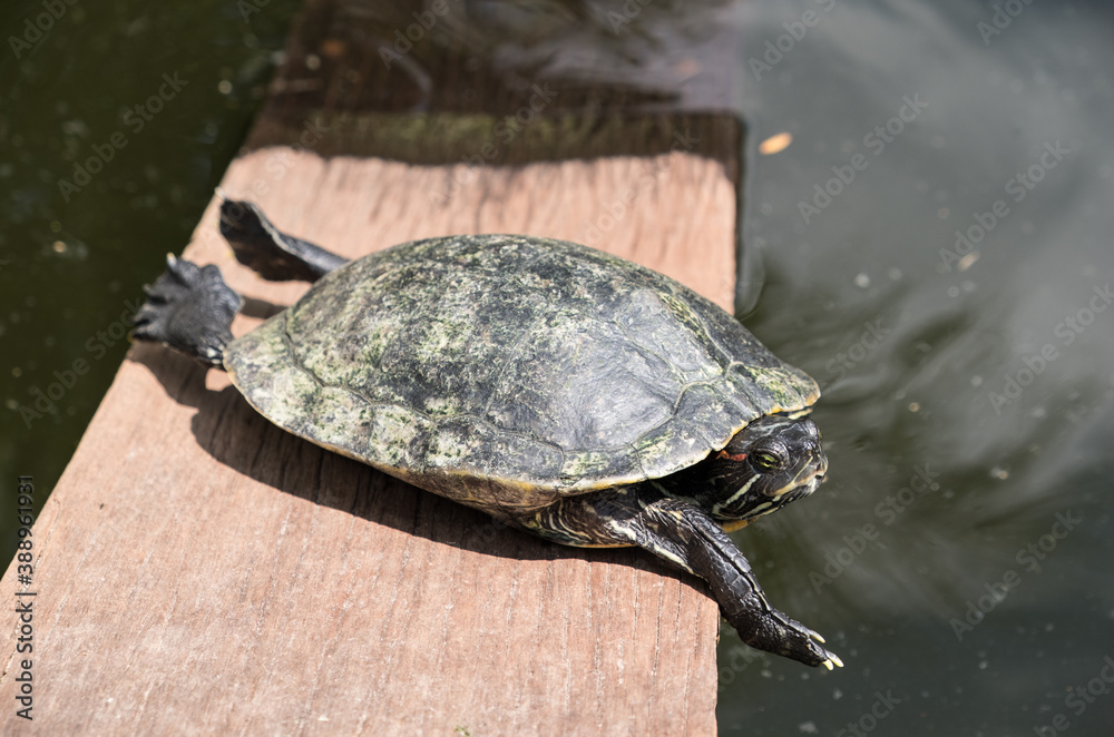 Obraz premium A tortoise sanctuary located in the heart of Singapore.
