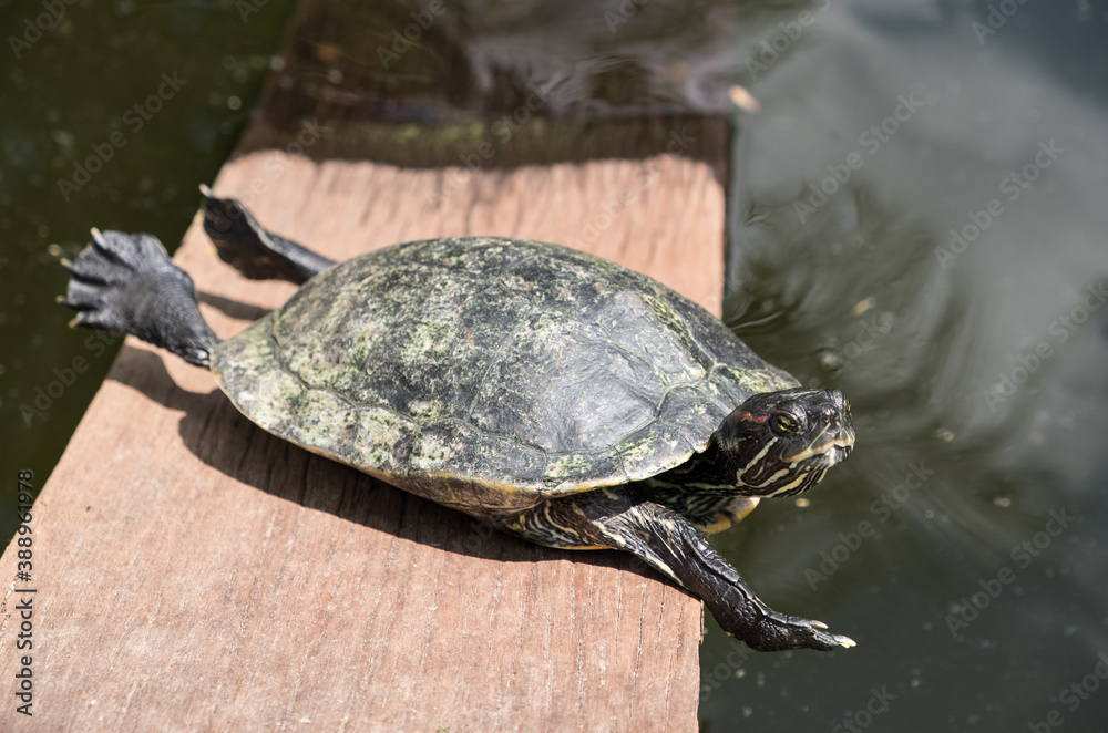 Obraz premium A tortoise sanctuary located in the heart of Singapore.