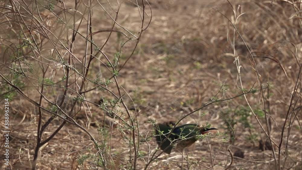 Bee-eater flying out of the branch in slow-mo Bee-eater flying out of the branch in slow-mo