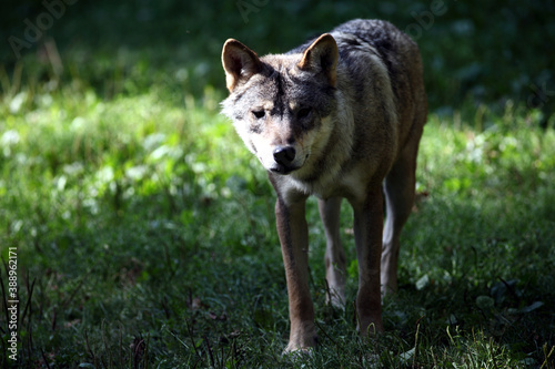 European Wolf  Canis lupus  Loup d Europe