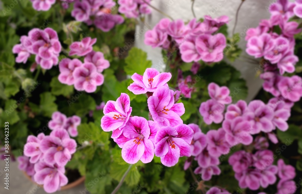 Blumen aus dem Garten Blumen aus dem Garten