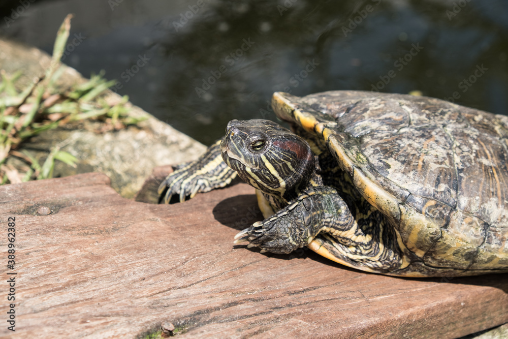 A tortoise sanctuary located in the heart of Singapore. A tortoise sanctuary located in the heart of Singapore.