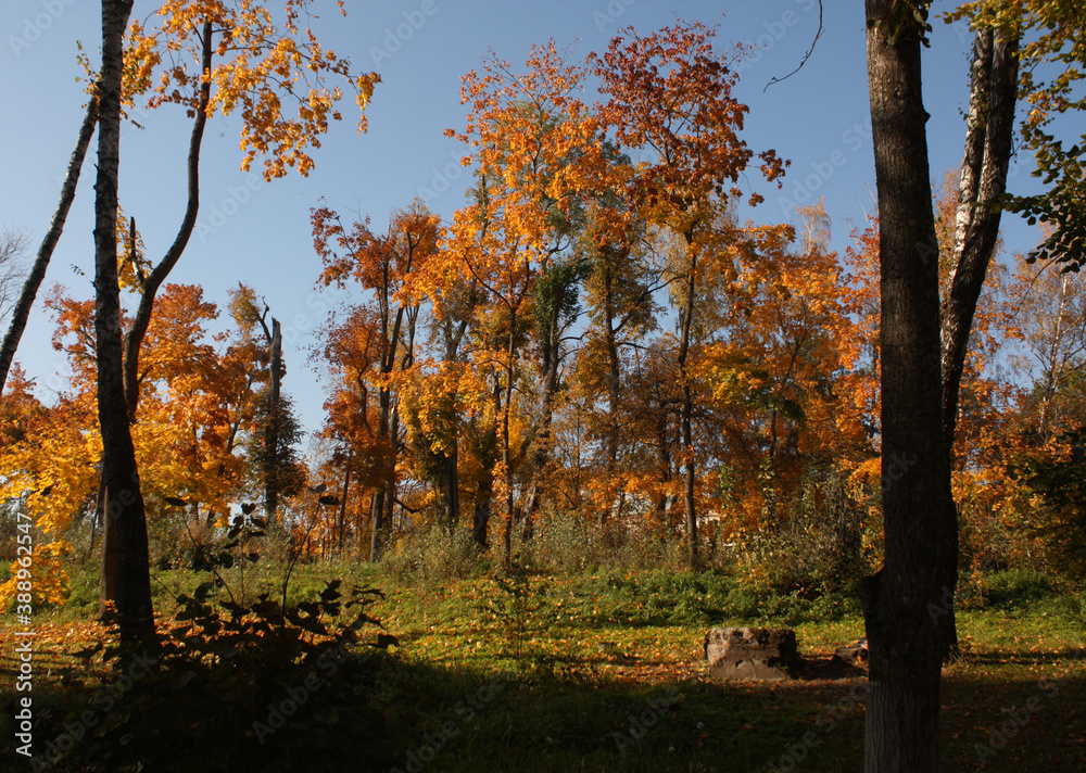 Trees in autumn park.