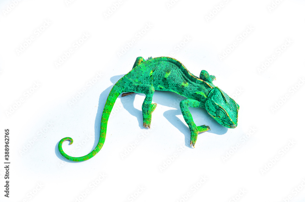 Chameleon closeup isolated on white background. Chameleon closeup isolated on white background.