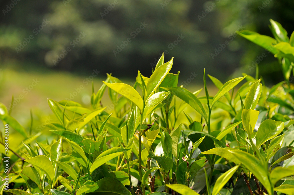 Fototapeta premium Close-up tea leaf on a tea bush on a sunny day at a tea plantation, Sri Lanka.