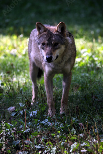 European Wolf  Canis lupus  Loup d Europe