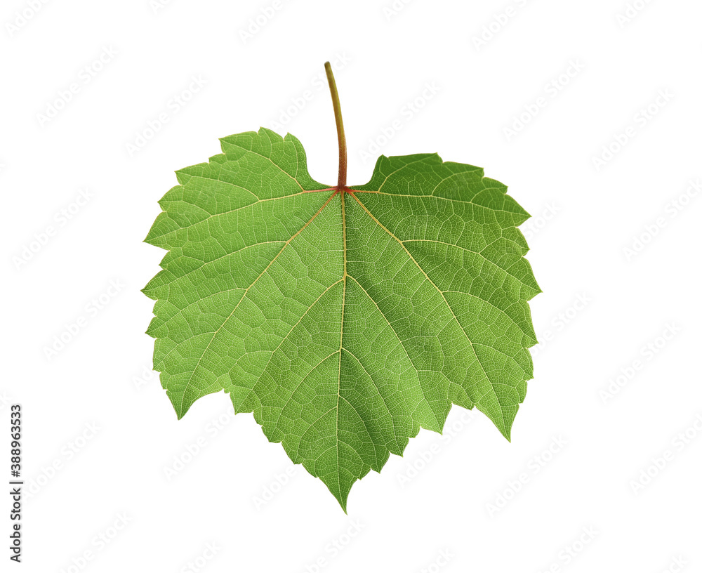 Fototapeta premium Fresh green leaf isolated on white. Grape plant