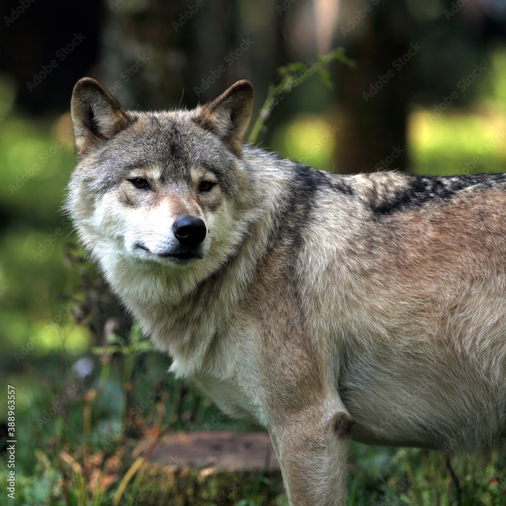 European Wolf (Canis lupus) Loup d'Europe European Wolf (Canis lupus) Loup d'Europe