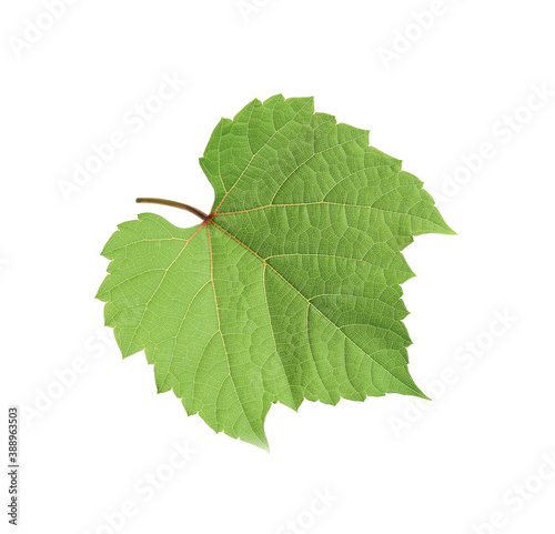 Fresh green leaf isolated on white. Grape plant