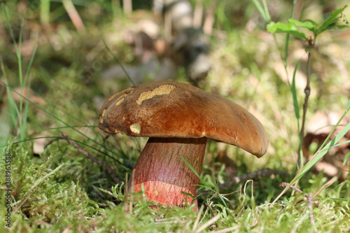 Neoboletus luridiformis (Neoboletus erythropus, Boletus erythropus) grows in the forest. Bay-brown cap and red-dotted yellow stem, become blue quickly when bruised or cut and then turn yellow. 