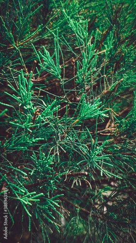 christmas branches