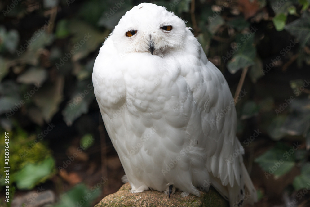 Obraz premium Snow Owl (Schnee-Eule (Bubo scandiacus, Bubo scandiaca, Nyctea scandiaca, Schneeeule)