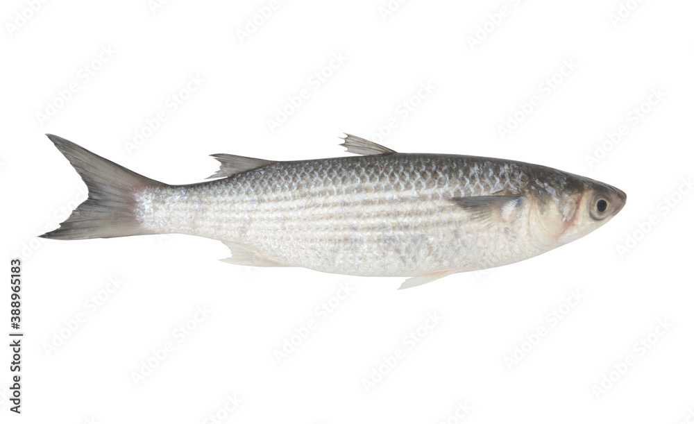 Grey mullet fish or flathead mullet isolated on white background Grey mullet fish or flathead mullet isolated on white background
