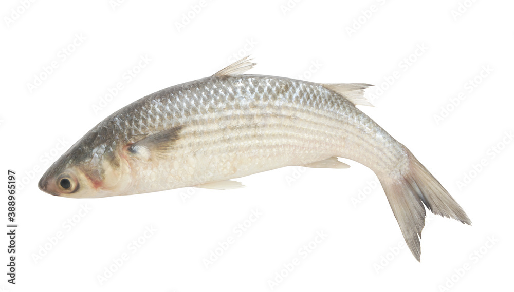 Grey mullet fish or flathead mullet isolated on white background Grey mullet fish or flathead mullet isolated on white background