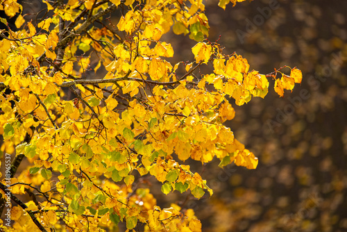 Close-up of tree branches with bright yellow autumn leaves