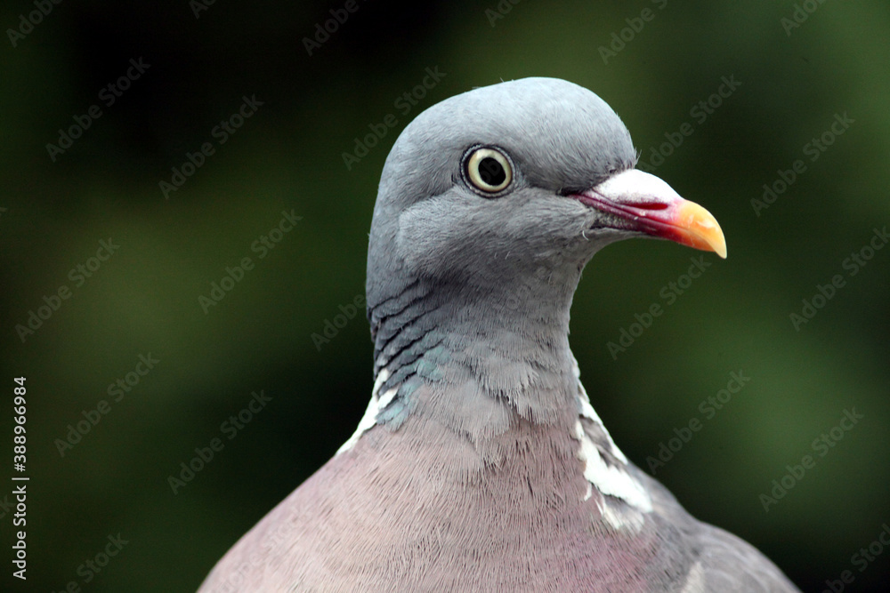 Pigeon ramier (Columba palumbus) Palombe Wood Pigeon Pigeon ramier (Columba palumbus) Palombe Wood Pigeon