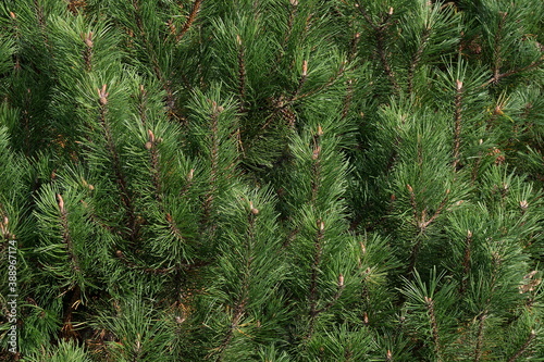 Green pine background. Little bumps.