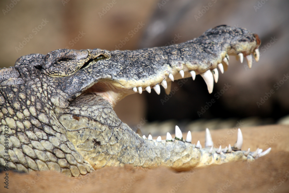 Obraz premium Crocodile du Nil (Crocodylus niloticus)