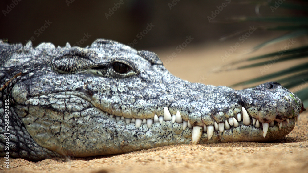Naklejka premium Crocodile du Nil (Crocodylus niloticus)