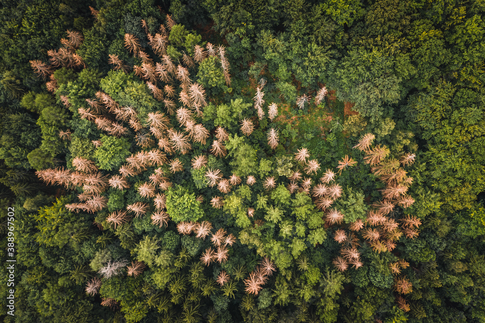 Aerial view of a group of dead trees in the middle of the forrest in National Park Sächsische Schweiz, Germany. Aerial view of a group of dead trees in the middle of the forrest in National Park Sächsische Schweiz, Germany.