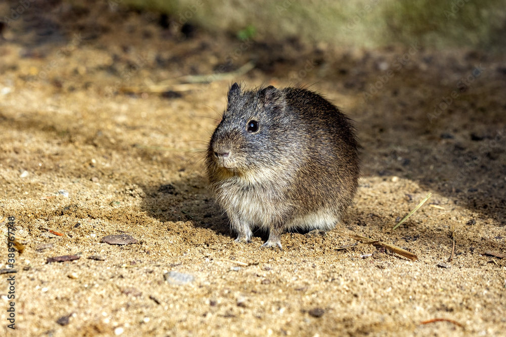 From the wild Brazilian Guinea pig, Cavia aperea, the domestic guinea pig was bred From the wild Brazilian Guinea pig, Cavia aperea, the domestic guinea pig was bred