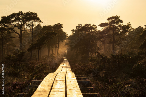 wooden road through the swamp photo