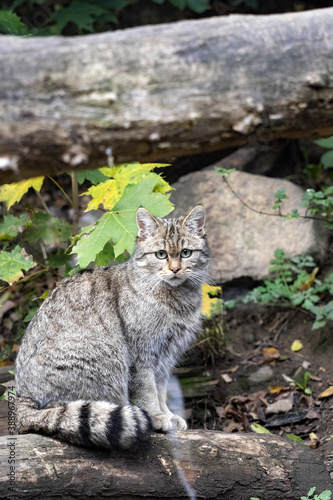Photography European wild cat, Felis s. silvestris watching a photographer