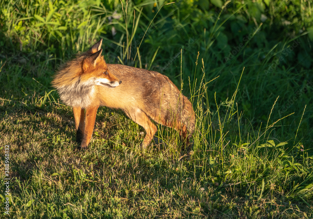 Fototapeta premium Rotfuchs in der Abendsonne