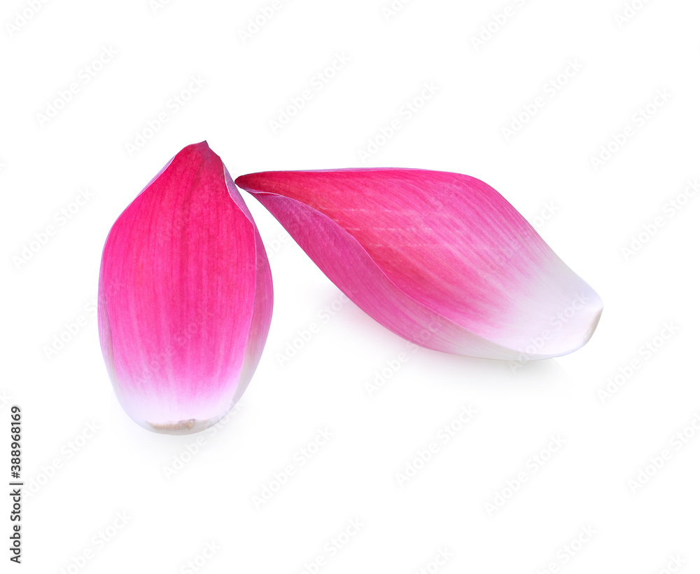 Pink lotus lobes on a white background Pink lotus lobes on a white background