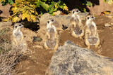 The Meerkat group, Suricata suricatta, noticed the danger