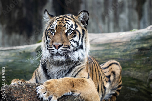 Portrait of a Sumatran Tiger  Panthera tigris sumatrae  resting on a trunk