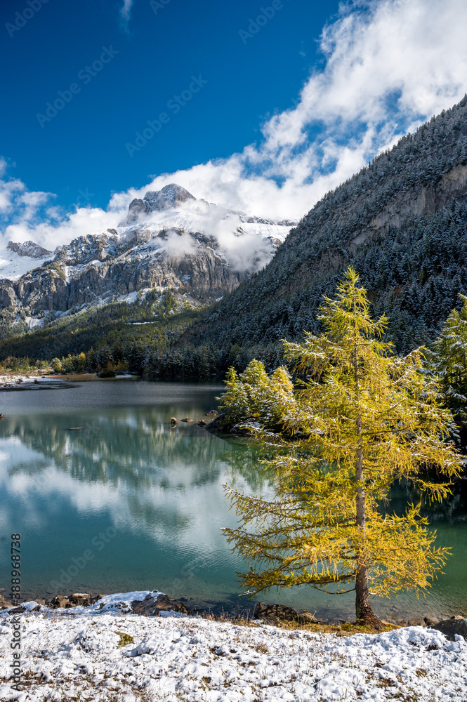 yellow larch in autumn at Lac de Derborence in valais