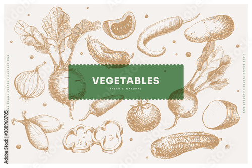Hand-drawn background from vegetables. Beets, onions, peppers, tomatoes, cucumbers. It can be used as a decoration element for farmer's markets, menus, and packaging. Vintage botanical illustrations.