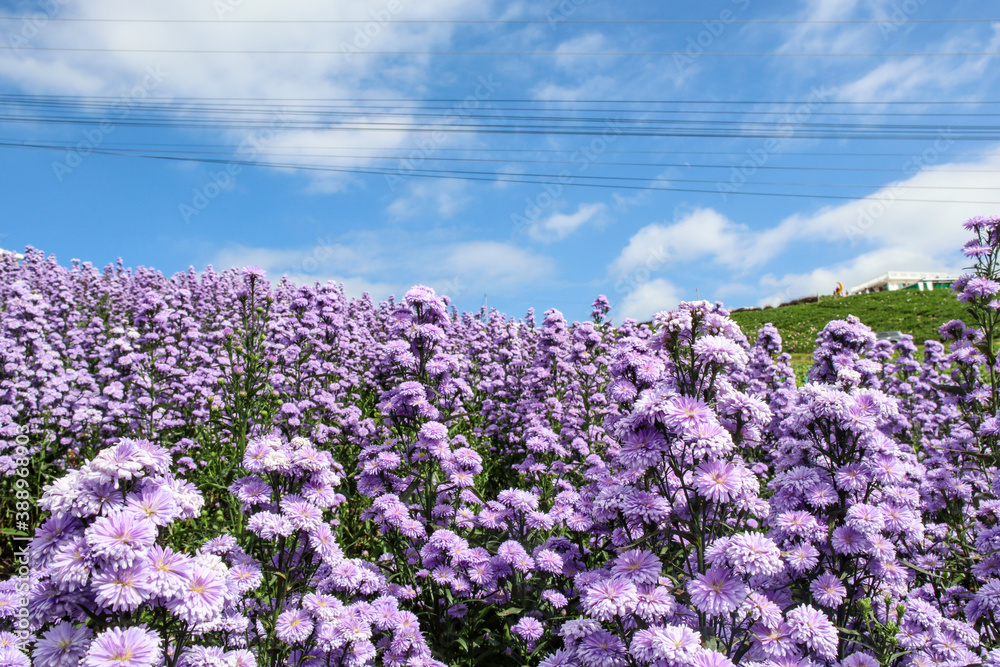 Purple margaret flowers blooming on the mountain in the morning - obrazy, fototapety, plakaty 