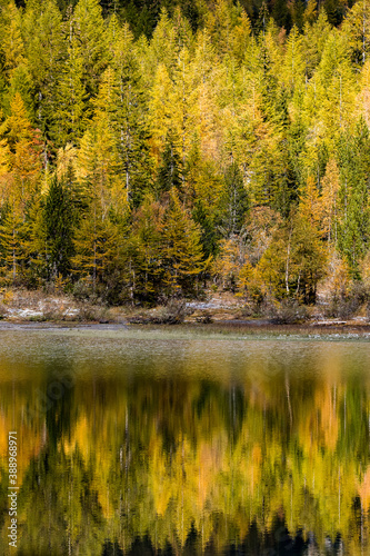 yellow larches reflection in mountain lake