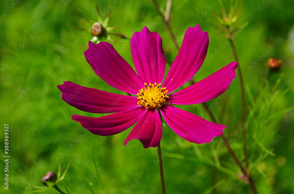 Mixed pics beautiful pink cosmos in natural backdrop blooming close up petals. Close up bright floral of summer in field. Mixed pics beautiful pink cosmos in natural backdrop blooming close up petals. Close up bright floral of summer in field.