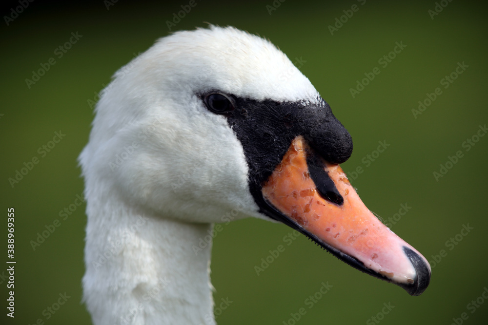 Mute swan (Cygnus olor) Cygne tuberculé Mute swan (Cygnus olor) Cygne tuberculé