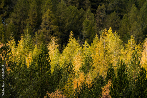 yellow larches in mountain forest at Derborence in Valais