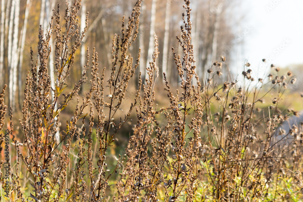 Fototapeta premium Autumn day in the forest.