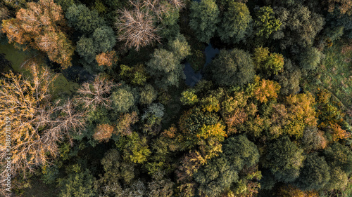 bird's view of the autumn forest