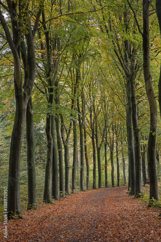 Beech lane. Fall.. Autums. Fall colors. Forest Echten Drenthe Netherlands.