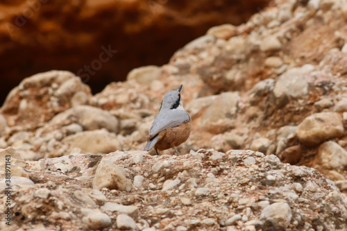 Eastern Rock Nuthatch bird, which is rare in Turkey, among the rocks ( Sitta tephronota )
 photo